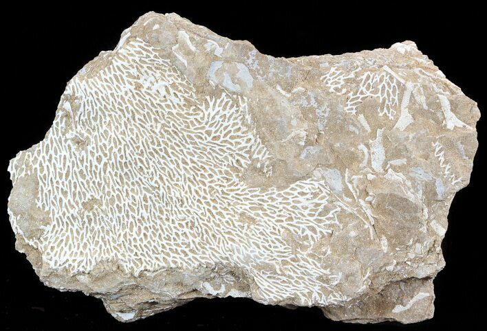 Ordovician Bryozoans (Chasmatopora) Plate - Estonia #49964